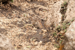 Arvicanthis abyssinicus