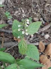 Scutellaria elliptica