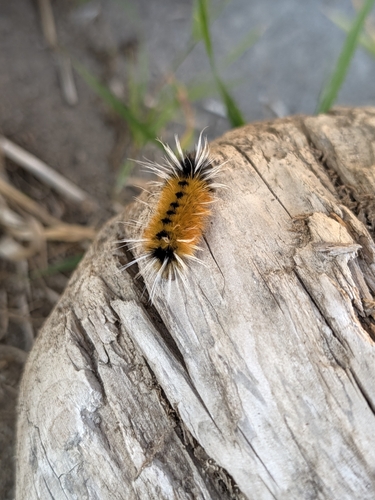 Spotted Tussock Moth