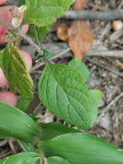Scutellaria elliptica, photograph author not stated, no rights reserved