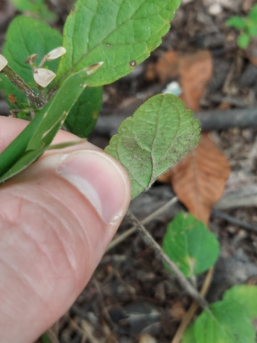 Scutellaria elliptica, photograph 3