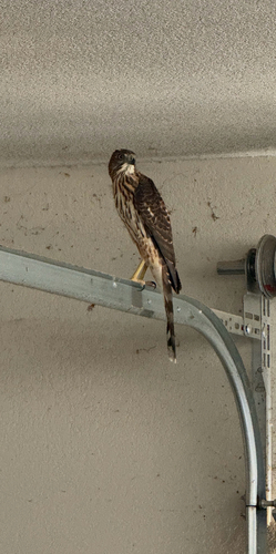 Cooper's Hawk