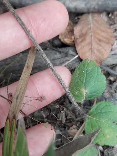 Scutellaria elliptica, photograph 4