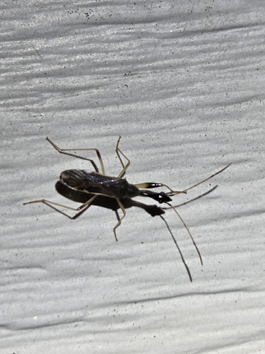 Long-necked Seed Bug