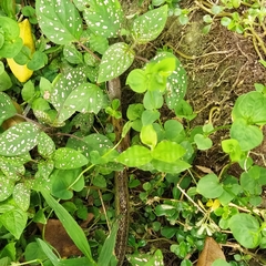 Dendrophidion bivittatus