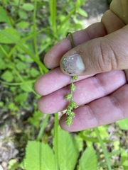 Carex sparganioides