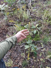 Solidago ulmifolia
