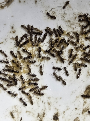 Odorous House Ant