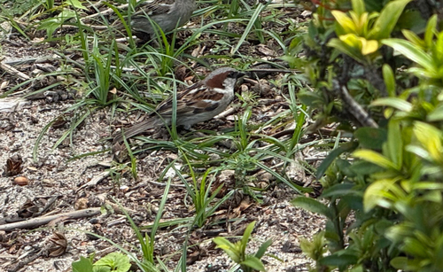 House Sparrow