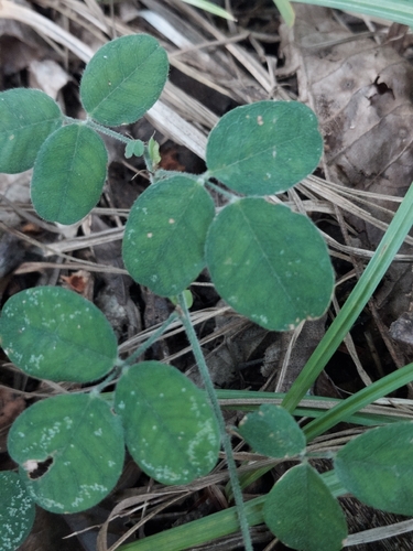 Lespedeza procumbens, photograph 2