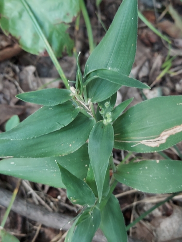 Dichanthelium boscii