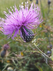 Cirsium discolor, photograph author not stated, no rights reserved