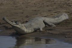 Gharial photo 3