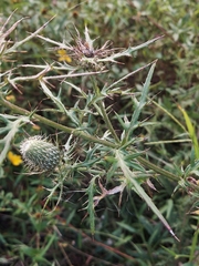 Cirsium discolor, photograph author not stated, no rights reserved