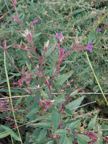 Cuphea viscosissima, photograph 6