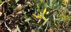 Ericameria greenei