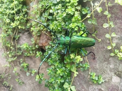 Psalidognathus friendii