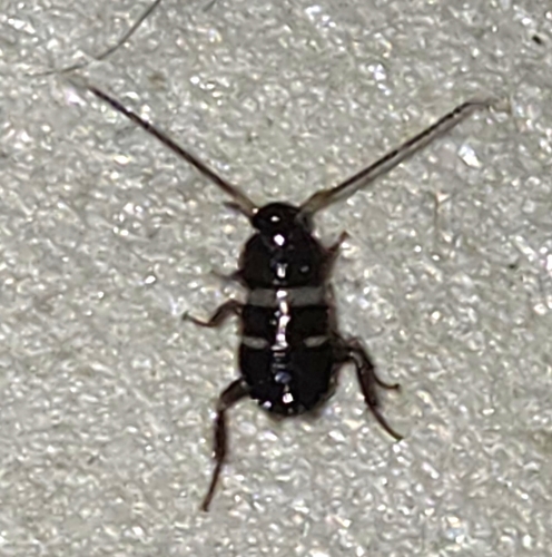 Smokybrown Cockroach