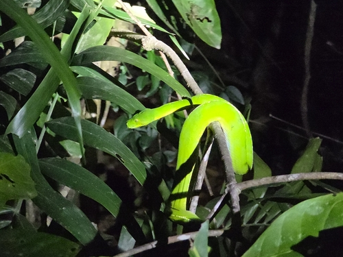 Morelia viridis observed 2026-09-19