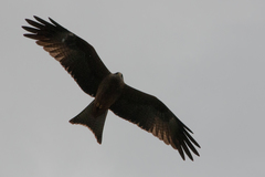 Milvus migrans aegyptius