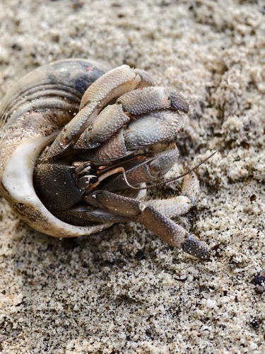 Tawny Hermit Crab