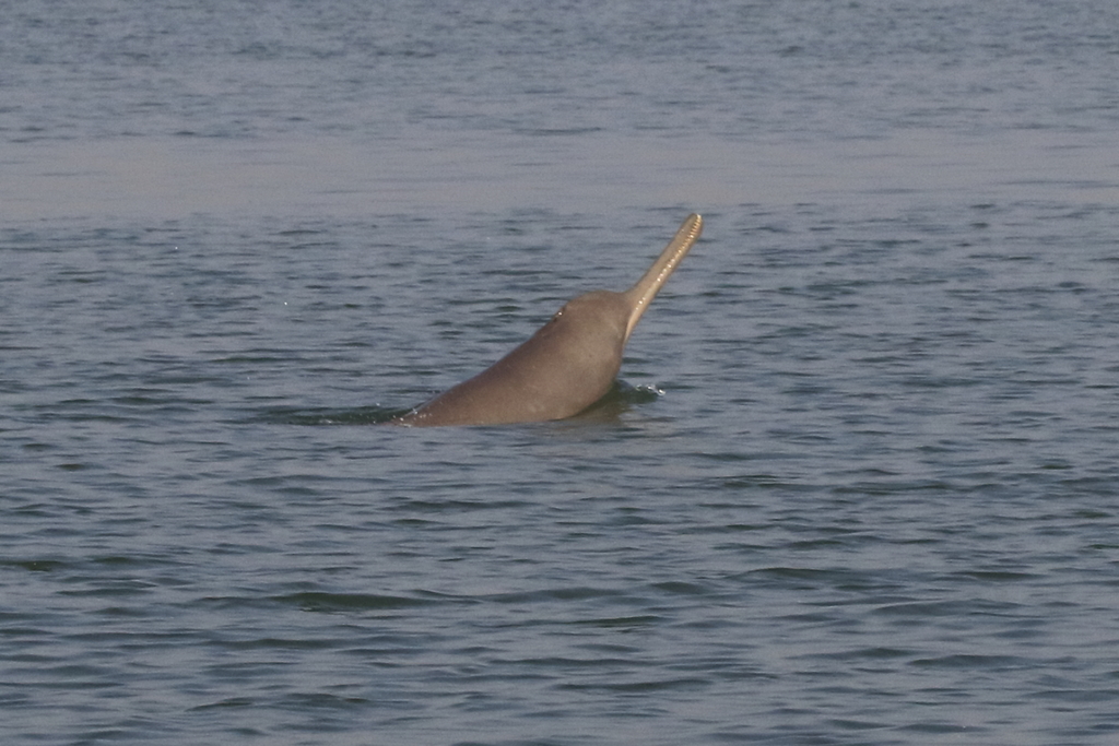 Ganges River Dolphin