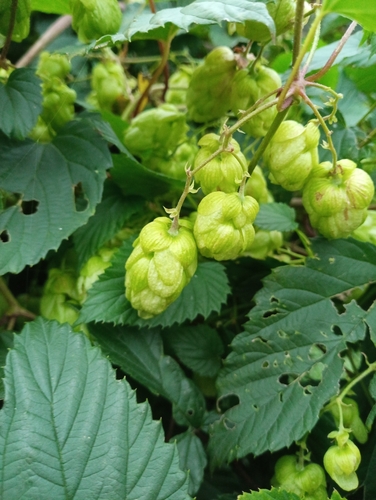 common hops