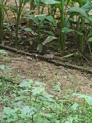 Five-striped Palm Squirrel