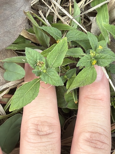 Eleutheranthera ruderalis observed 2026-09-21
