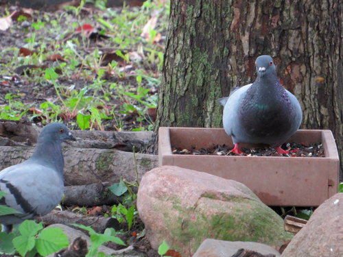 Feral Pigeon