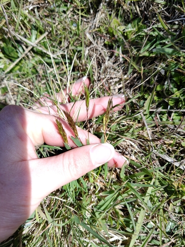 sweet vernal grass