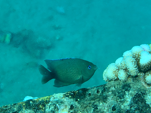 Plectroglyphidodon johnstonianus observed 2026-09-20
