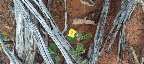 Sida corrugata observed 2026-09-14