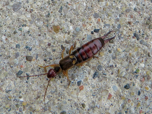 European Earwig