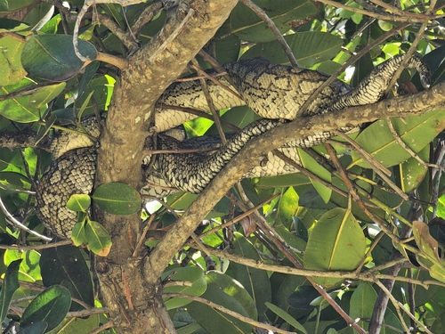 Carpet Python