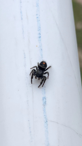 Bold Jumping Spider