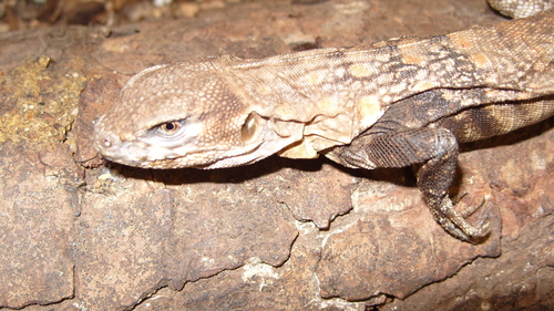 Balsas Spiny-tailed Iguana