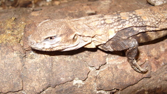 Ctenosaura clarki
