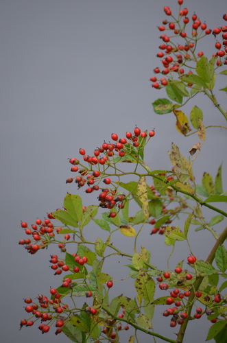 multiflora rose