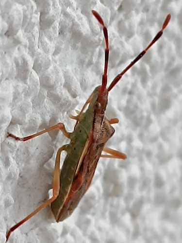 Gonocerus juniperi