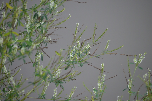 White Sweetclover
