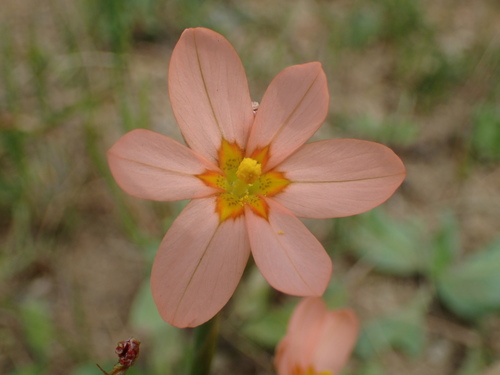 Moraea miniata
