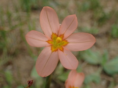 Moraea miniata