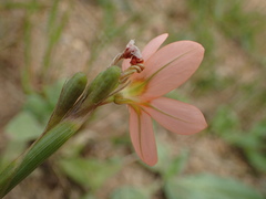 (c) Cricket Raspet, some rights reserved (CC BY) Moraea miniata, photograph (c) Cricket Raspet, some rights reserved (CC BY)