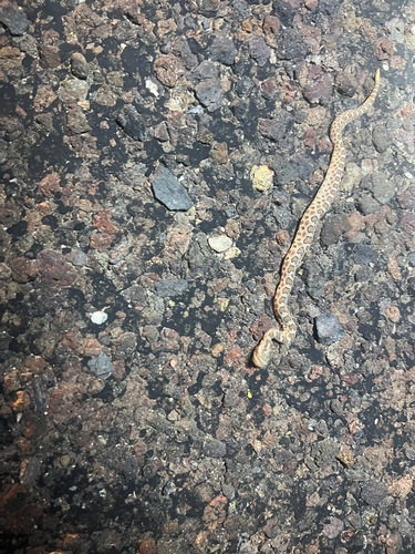 Western Massasauga