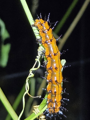 Gulf Fritillary