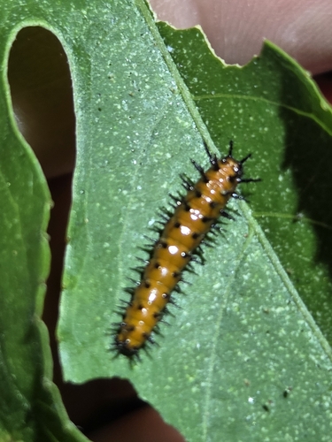 Gulf Fritillary