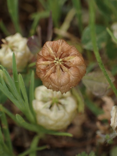 Trifolium campestre