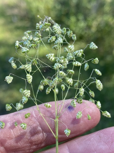 Little quaking-grass