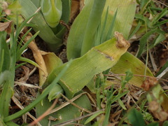 Ornithogalum thyrsoides, photograph (c) Cricket Raspet, some rights reserved (CC BY)